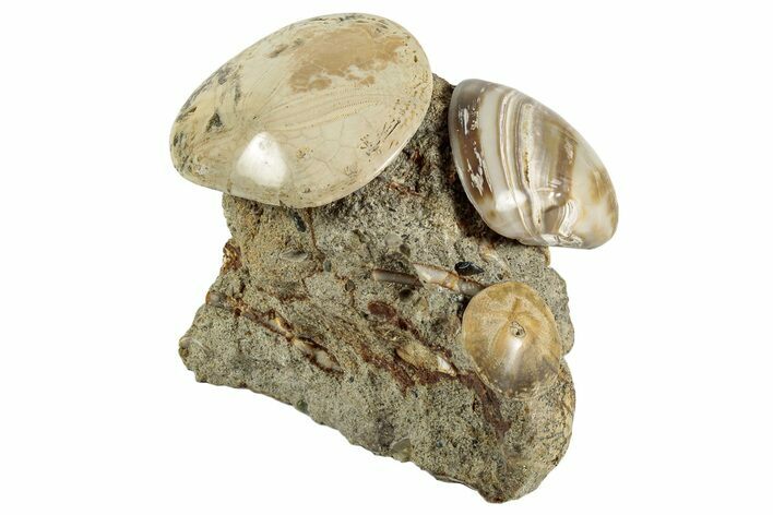 Cluster Of Polished Fossil Sand Dollars & Clams - California #242904